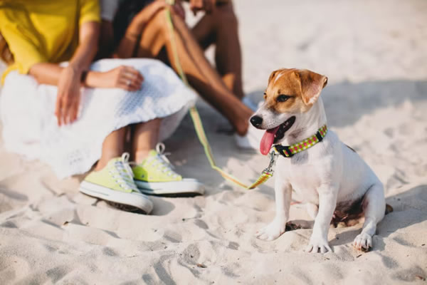 Florianópolis define duas praias para levar cães