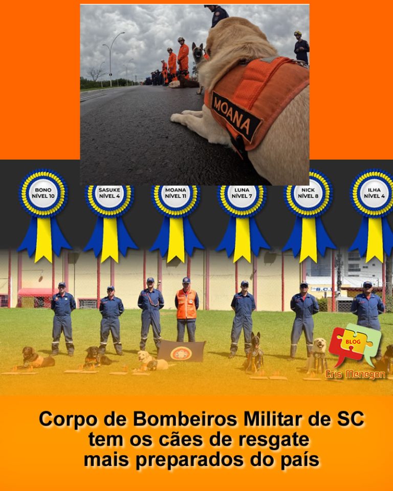 Corpo de Bombeiros Militar de Santa Catarina tem os cães de resgate mais preparados do país