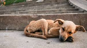 Cresce o número de animais abandonados em Lages e protetores fazem alerta
